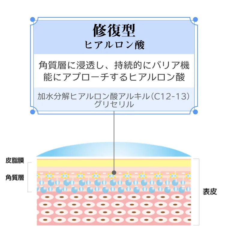 修復型ヒアルロン酸