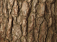 松の樹皮